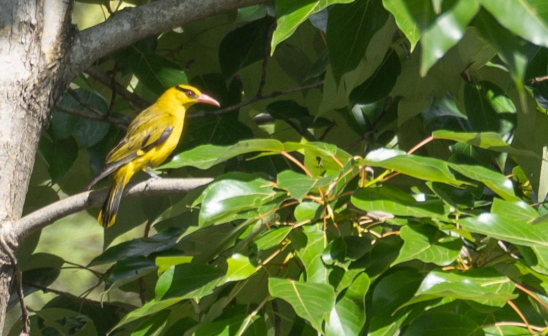 Slender-billed Oriole - ML640225841