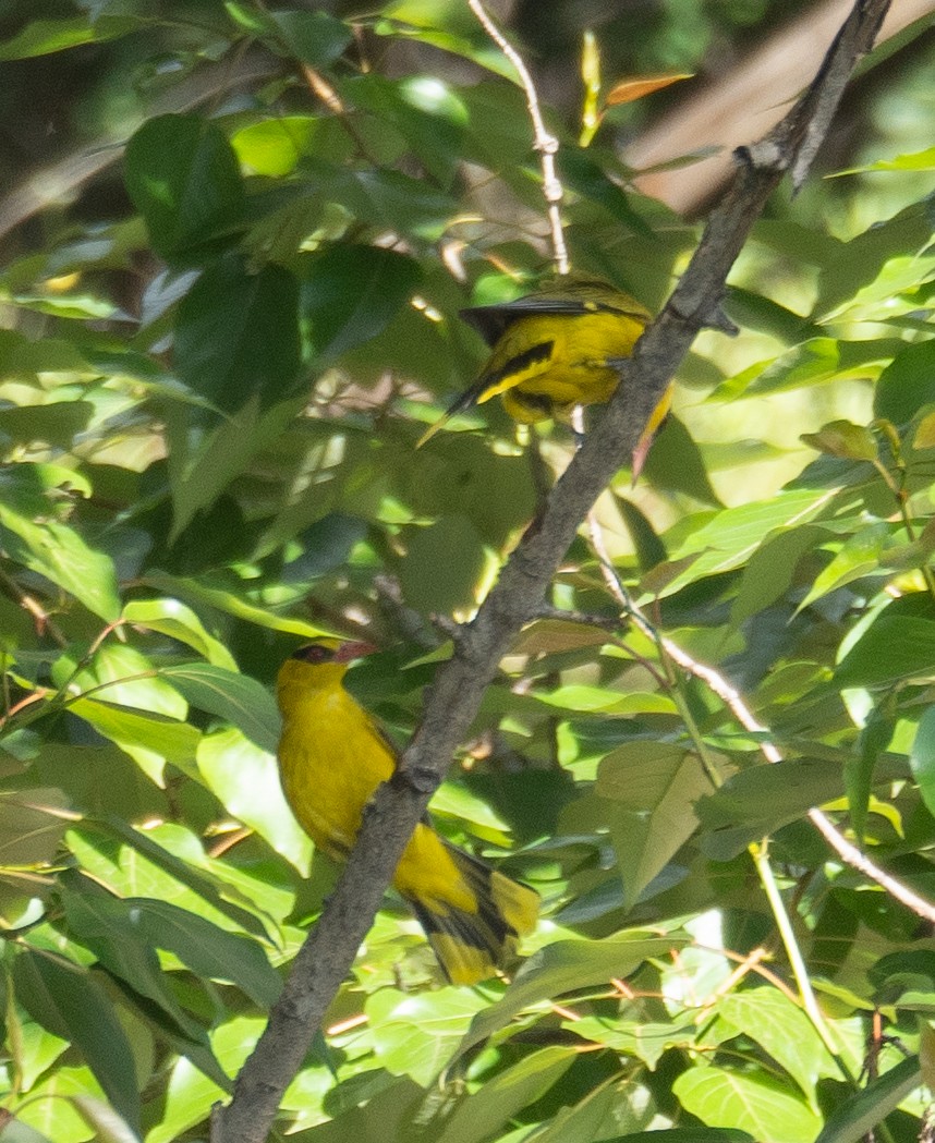 Slender-billed Oriole - ML640225844