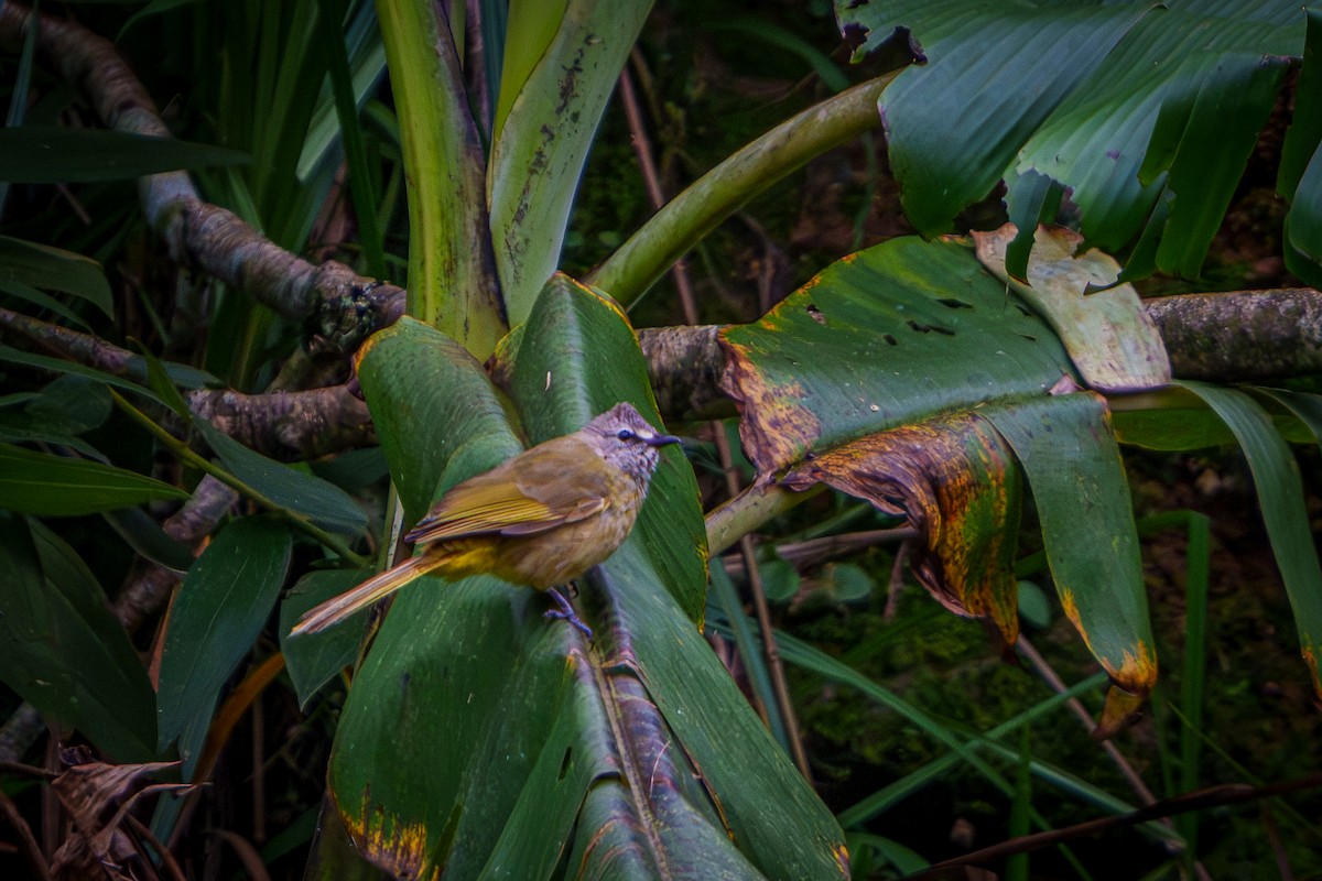 Flavescent Bulbul - ML640225893