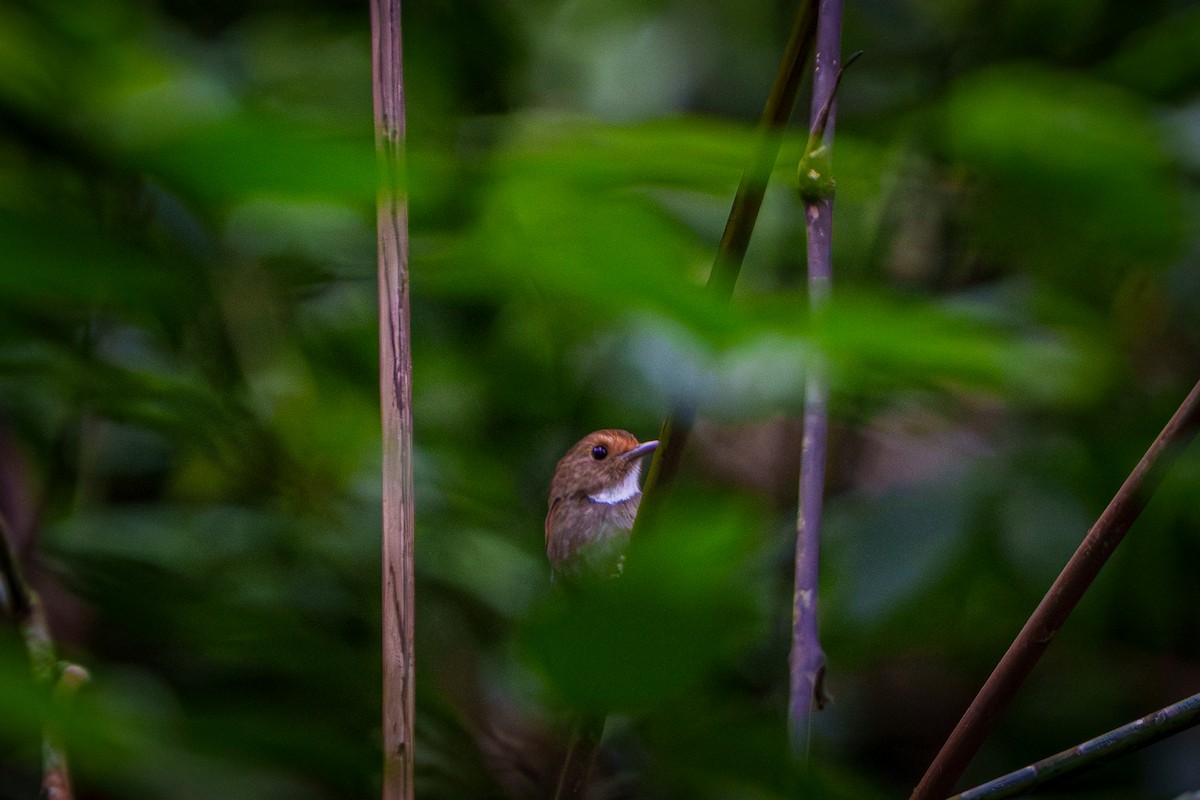 Rufous-browed Flycatcher - ML640225900