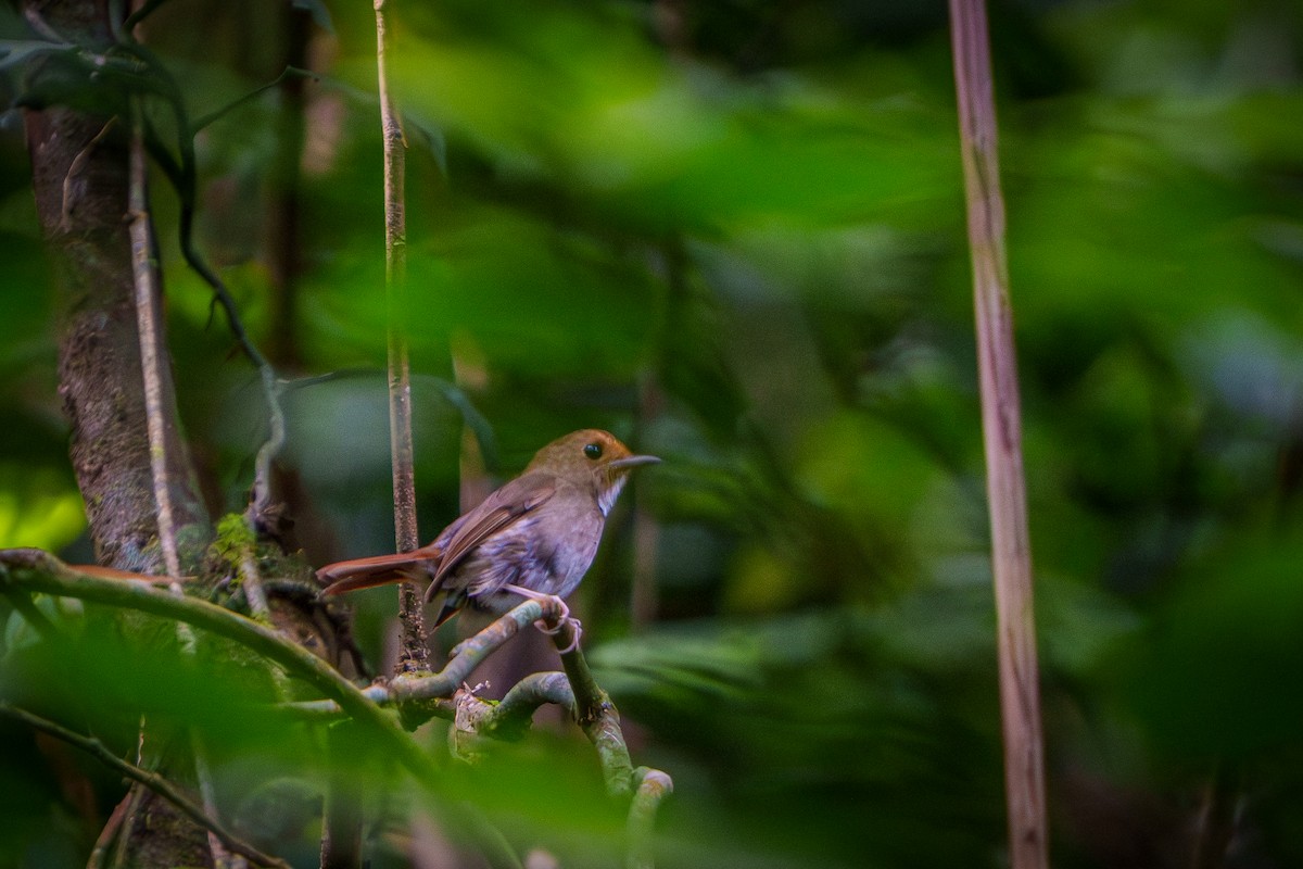 Rufous-browed Flycatcher - ML640225901