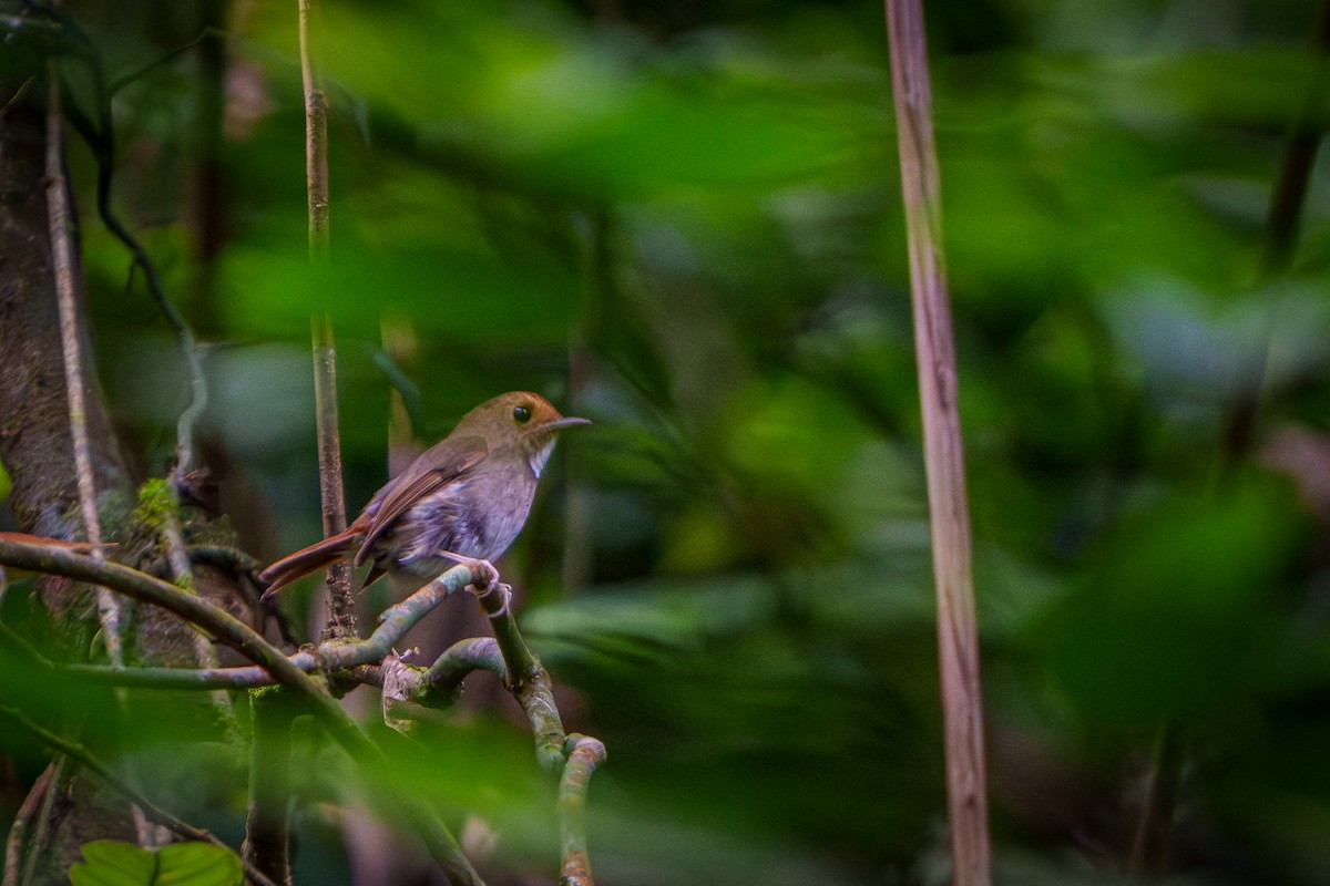 Rufous-browed Flycatcher - ML640225902