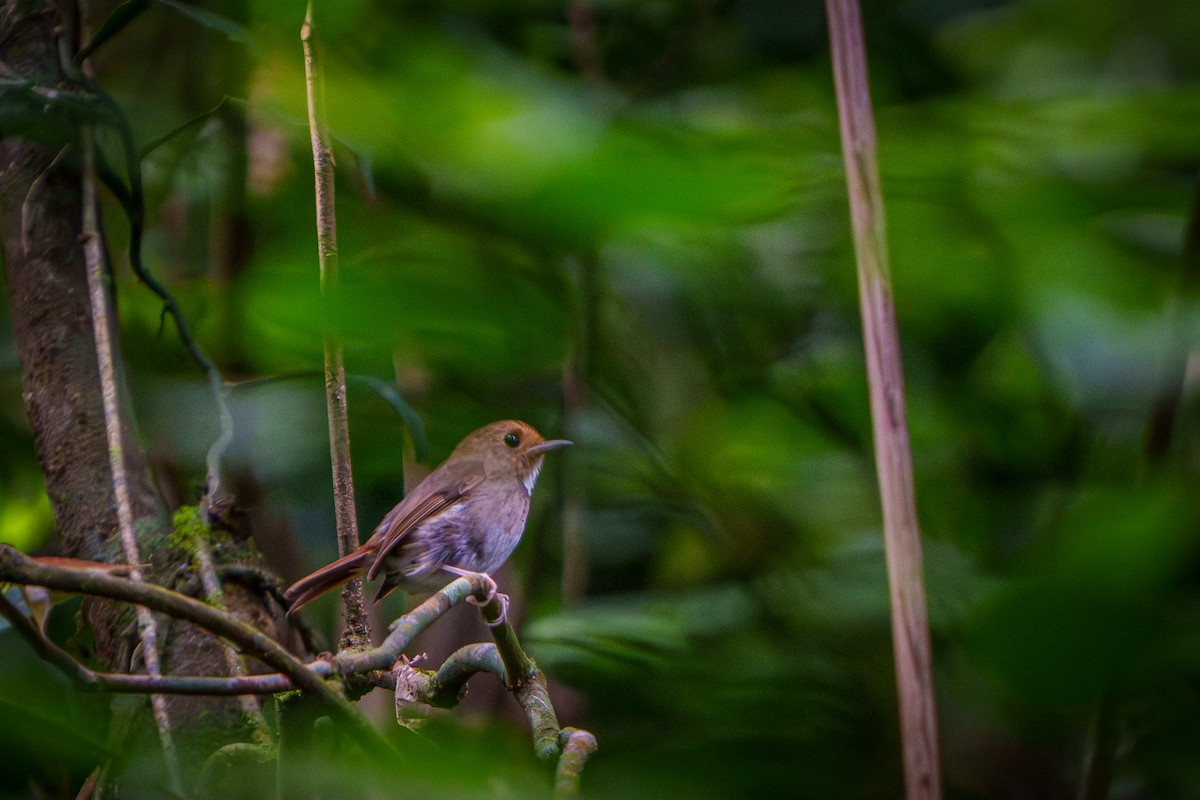 Rufous-browed Flycatcher - ML640225903