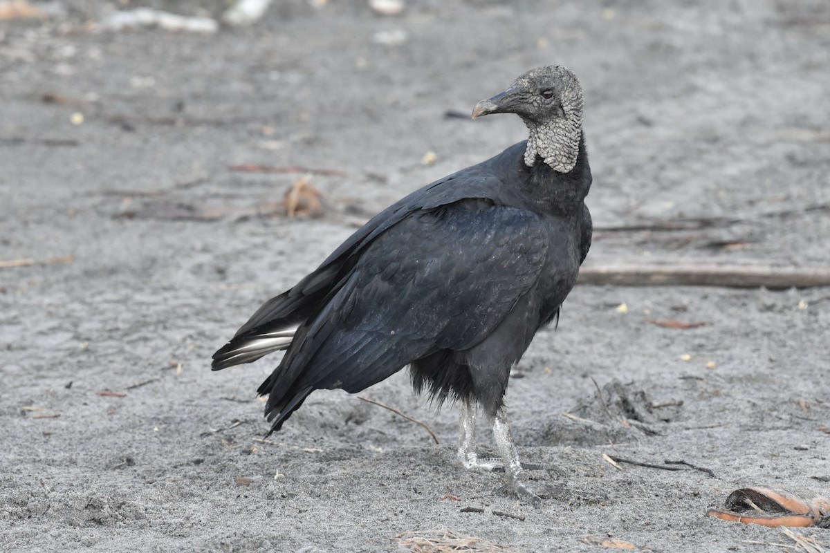 Urubu noir - ML640226105