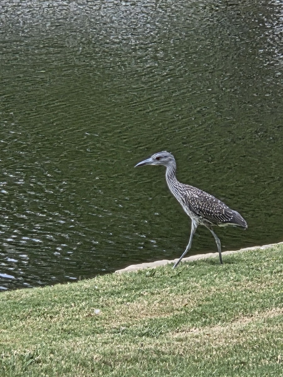 Yellow-crowned Night Heron - ML640226157