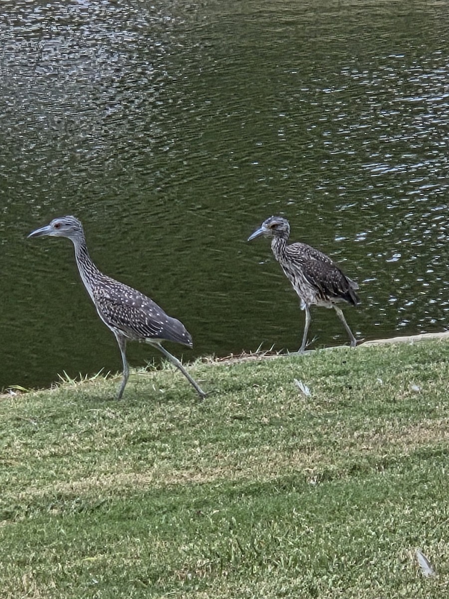 Yellow-crowned Night Heron - ML640226158