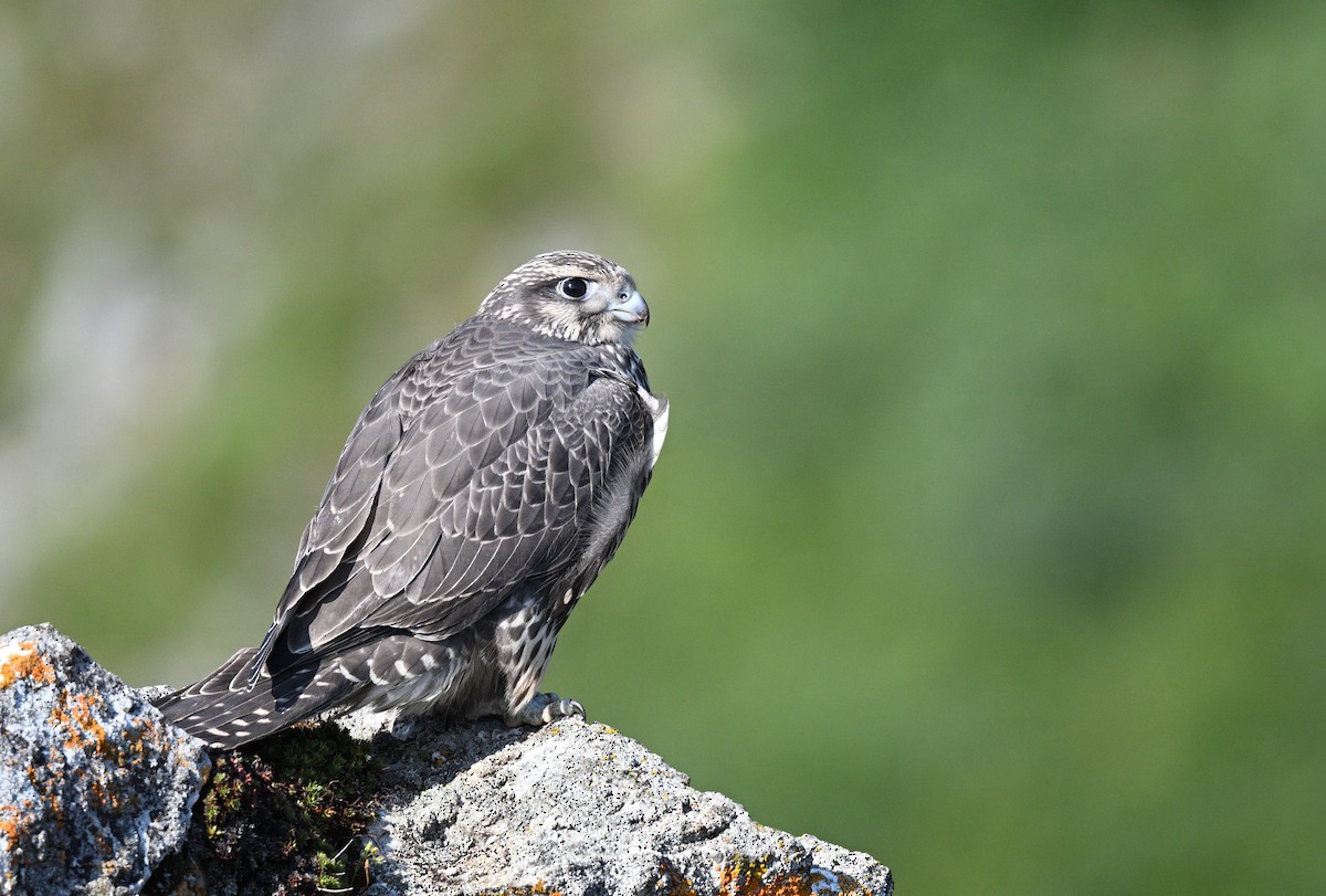 Gyrfalcon - ML640226166