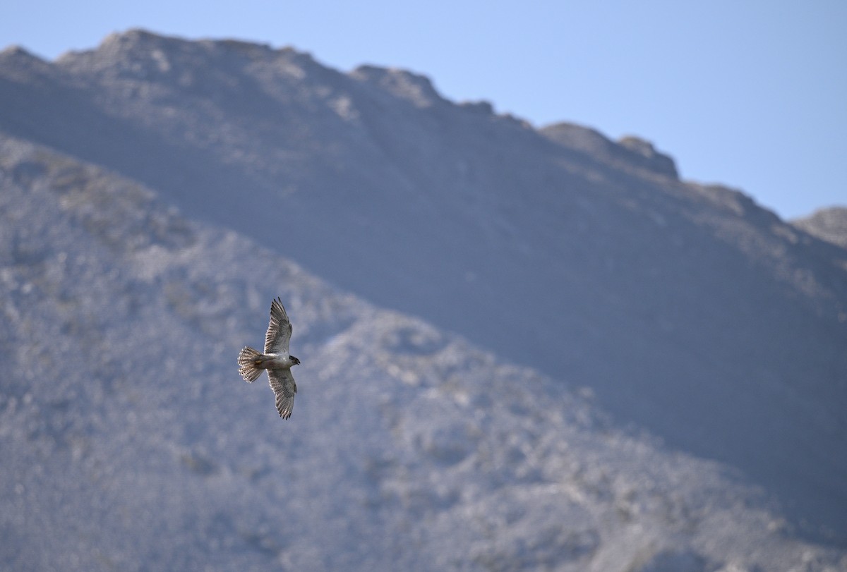 Gyrfalcon - ML640226176
