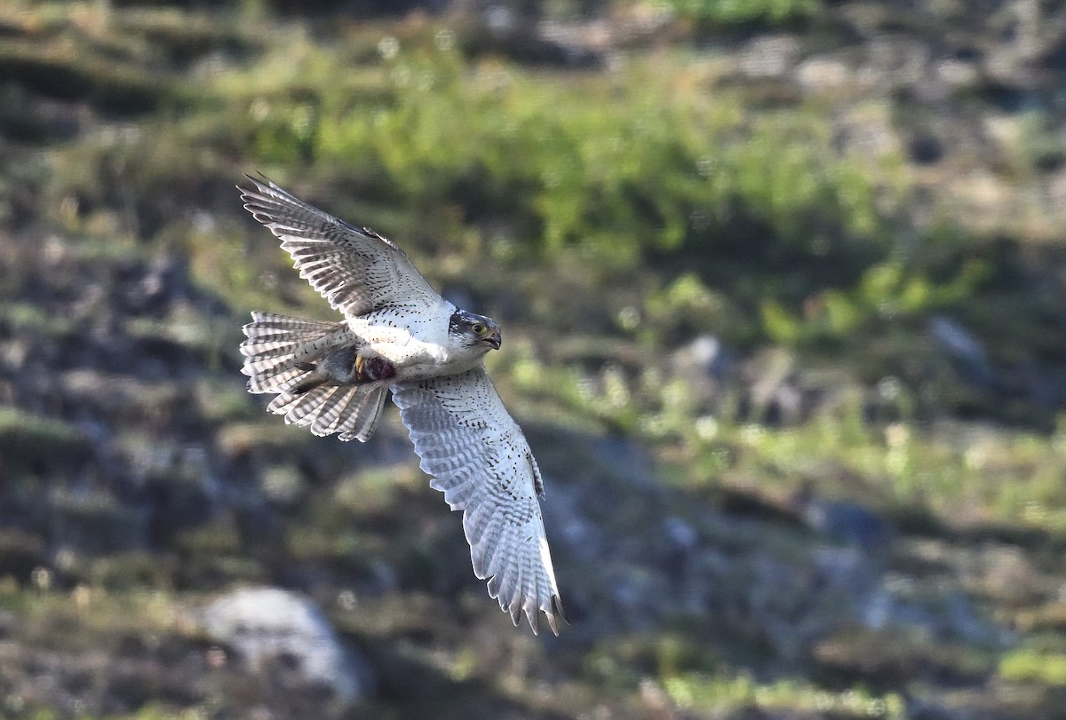 Gyrfalcon - ML640226213
