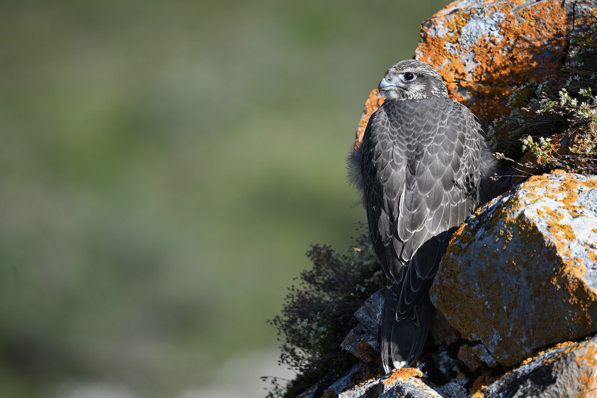 Gyrfalcon - ML640226235