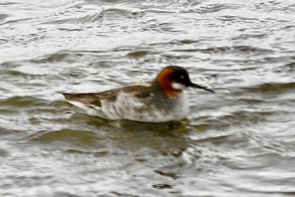 Red-necked Phalarope - ML640226255