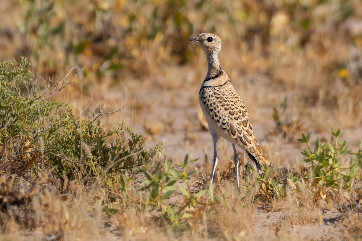 Double-banded Courser - ML640226291