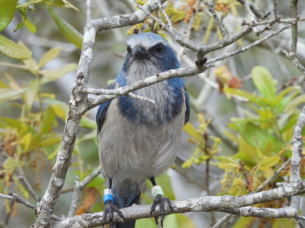 Florida Scrub-Jay - ML640226295