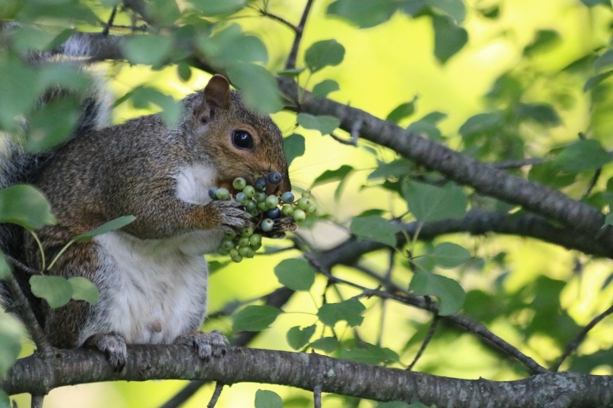 Animals - ML640226350