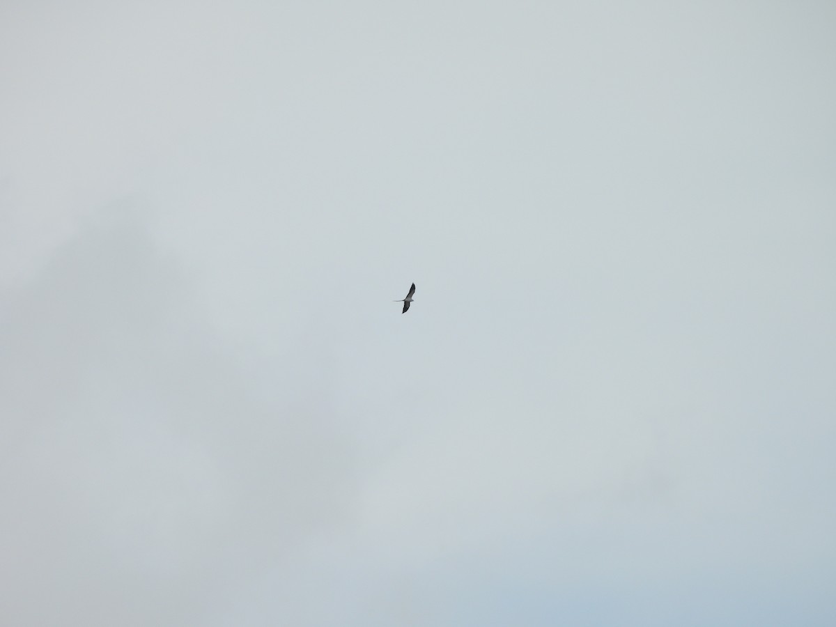 Swallow-tailed Kite - ML640226354