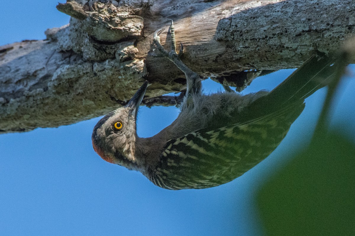 Hispaniolan Woodpecker - ML640226372