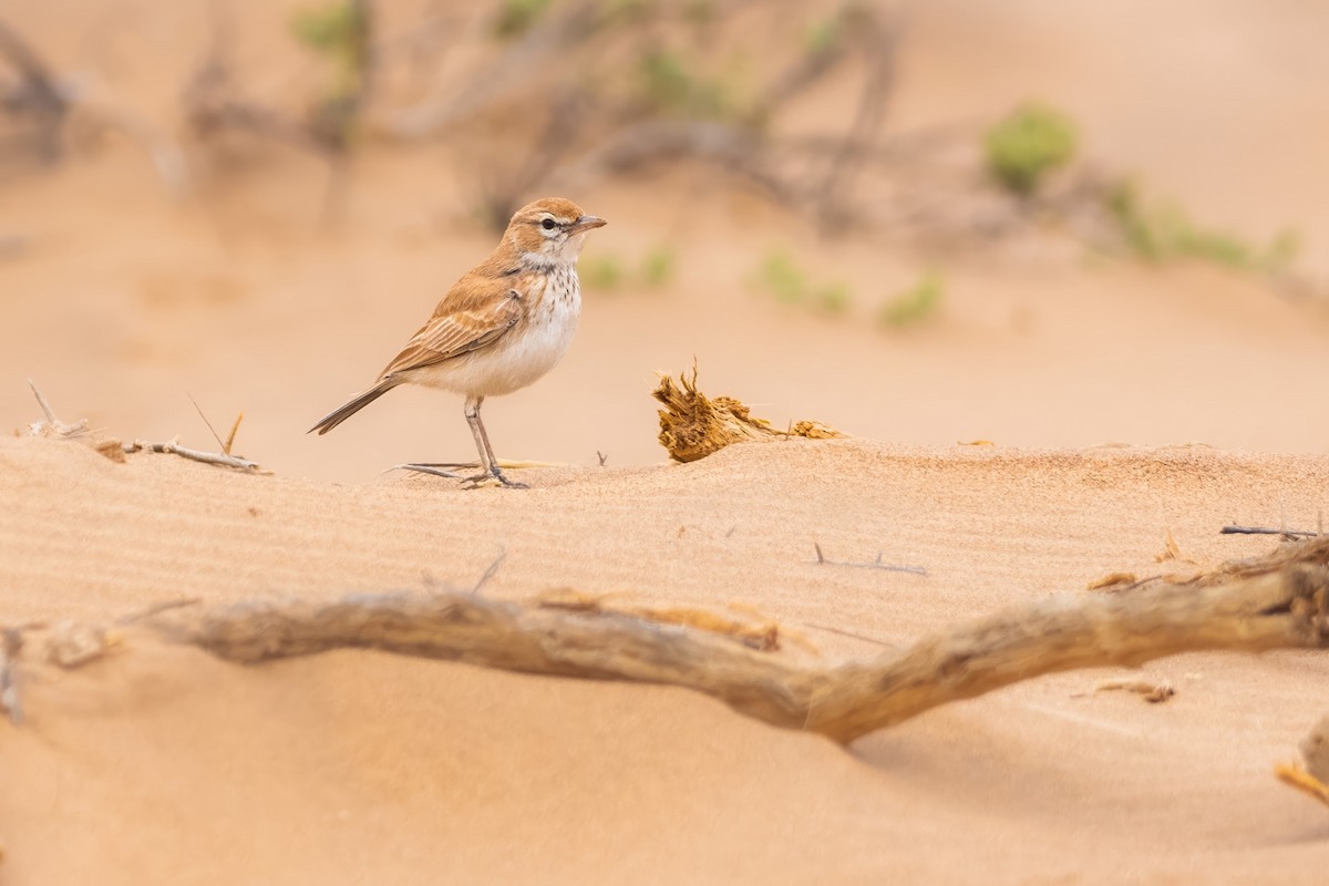 Dune Lark - ML640226375