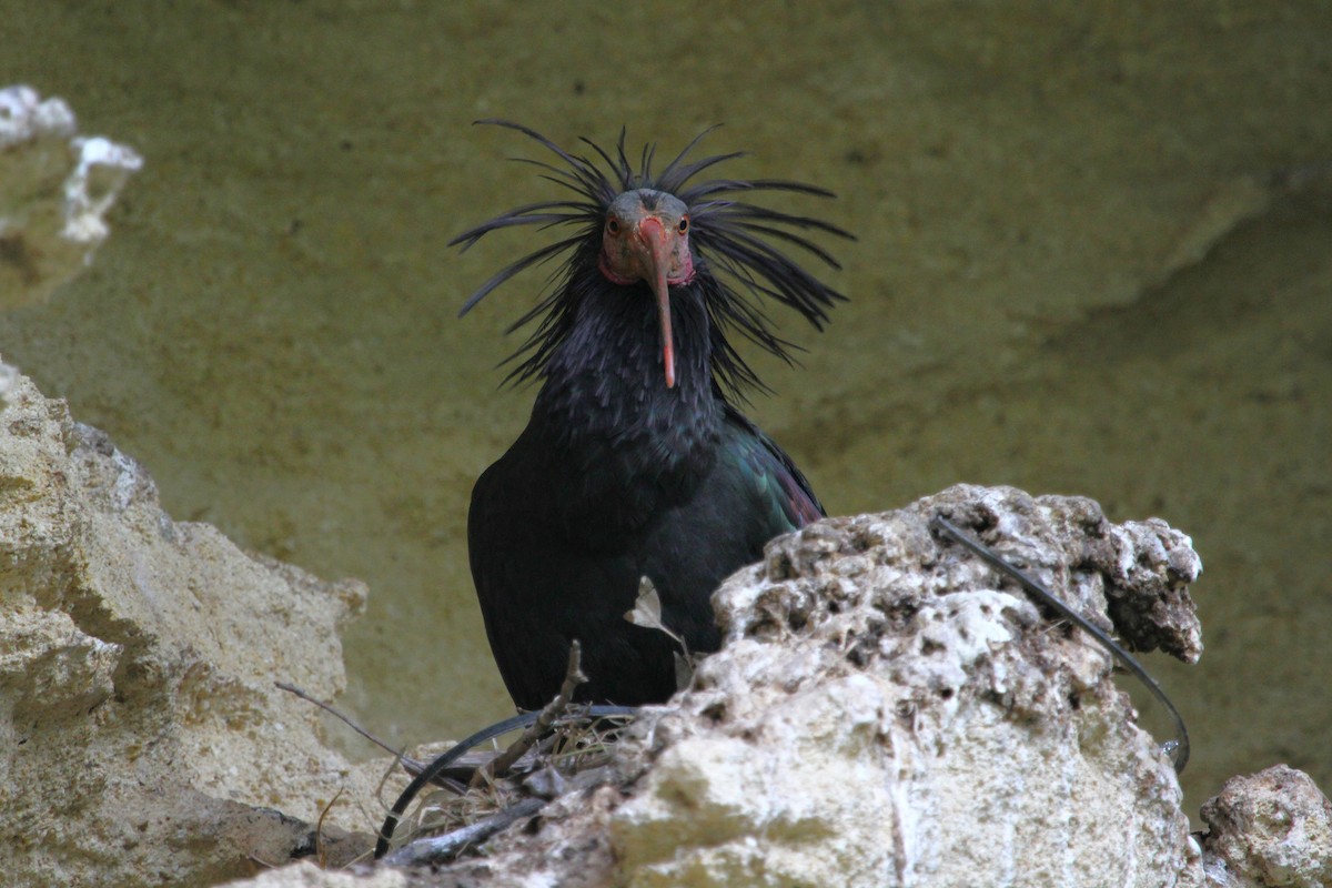 Northern Bald Ibis - ML640226382
