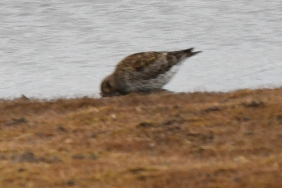 Purple Sandpiper - ML640226396