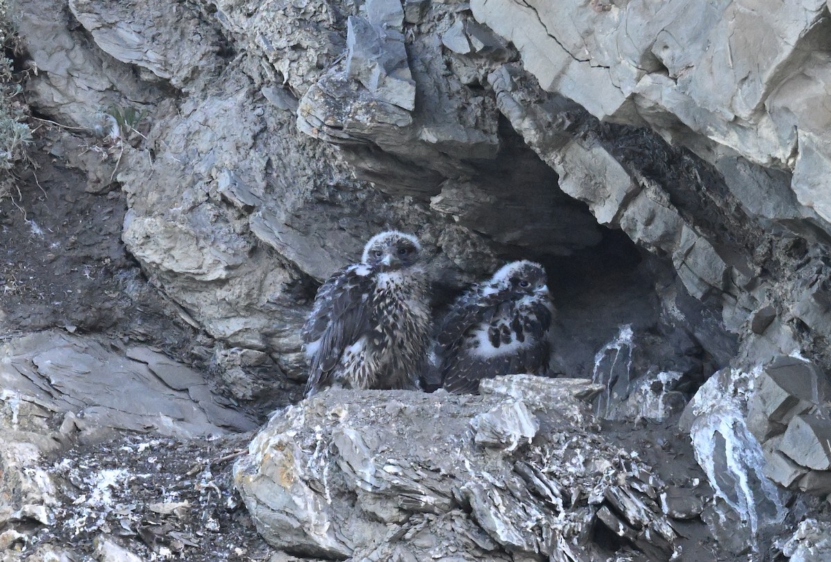 Gyrfalcon - ML640226442