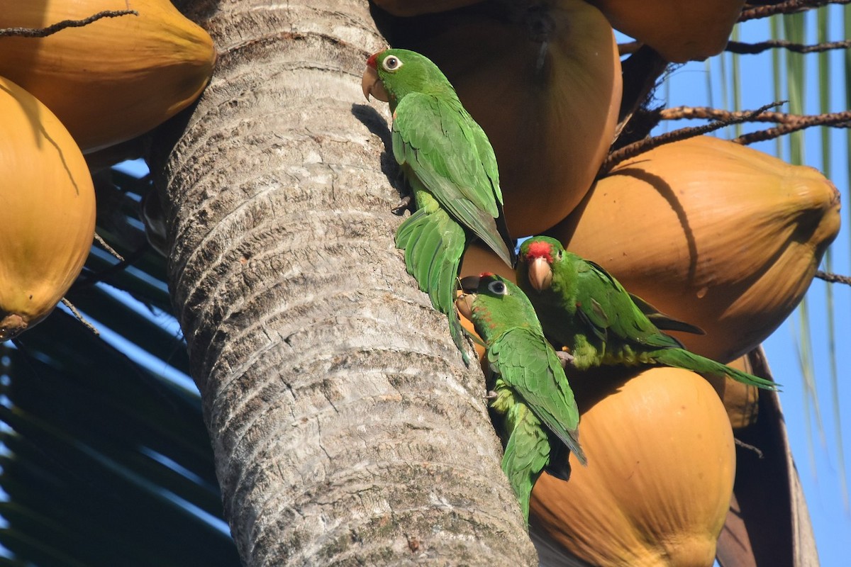 Conure de Finsch - ML640226462