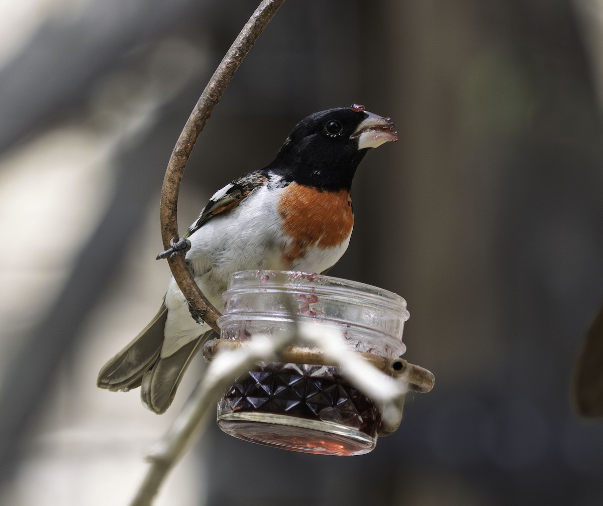 Rose-breasted Grosbeak - ML640226503