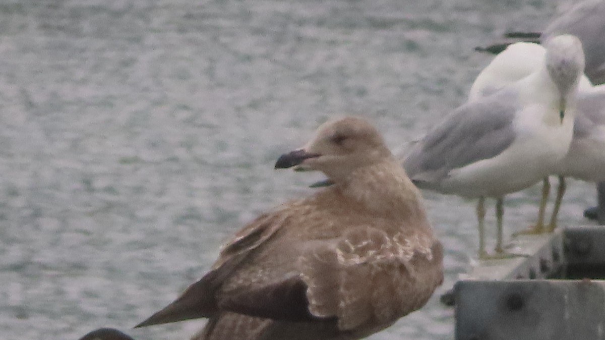 American Herring Gull - ML640226506