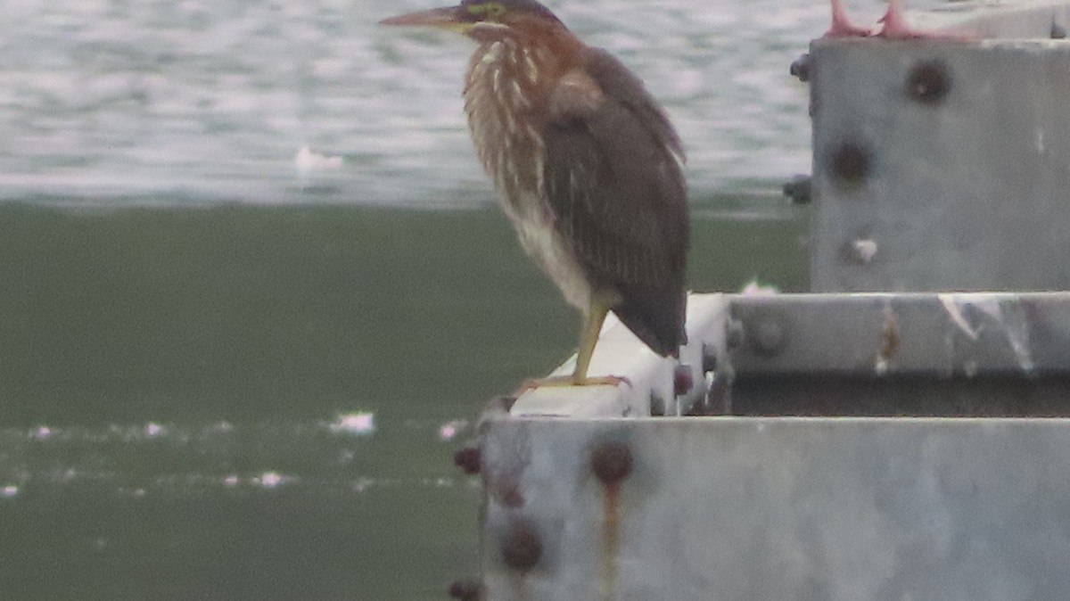 Green Heron - ML640226517