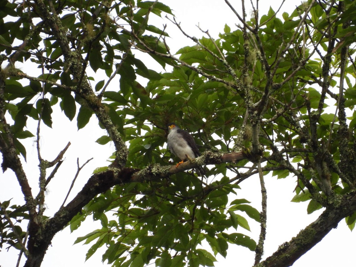 Tiny Hawk - ML640226537