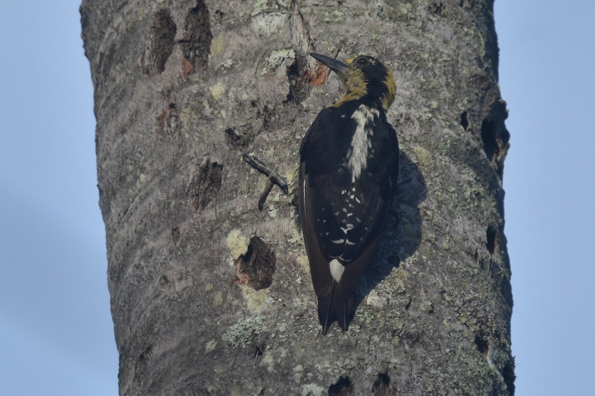 Golden-naped Woodpecker - ML640226544