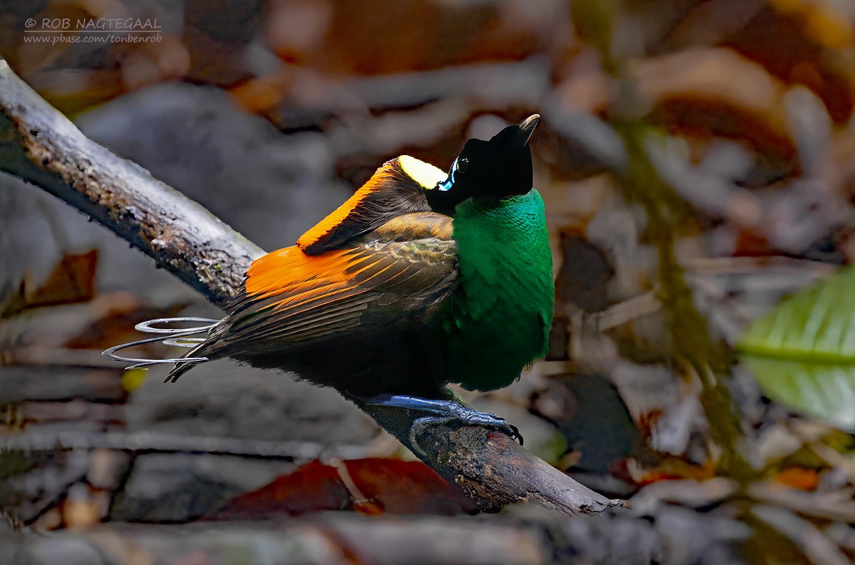 Wilson's Bird-of-Paradise - ML640226579