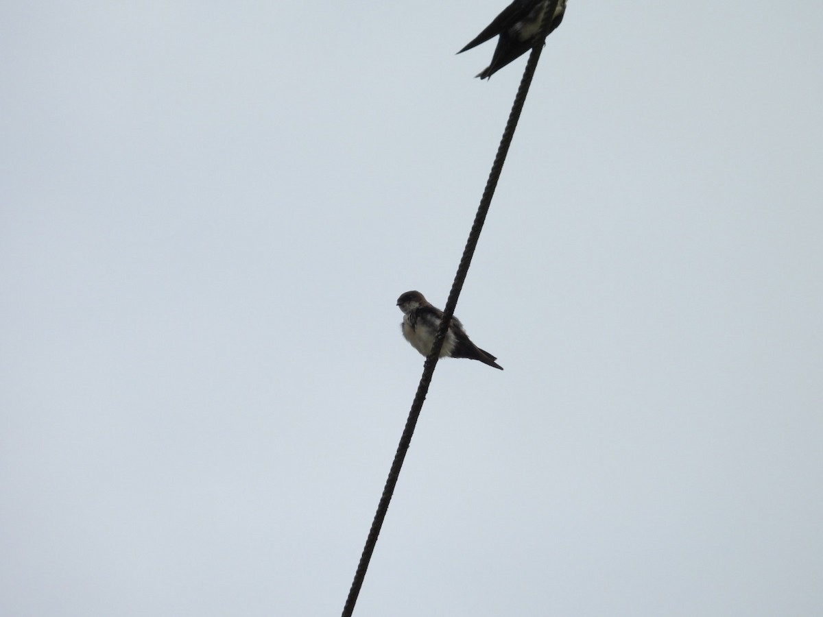 Blue-and-white Swallow - ML640226587