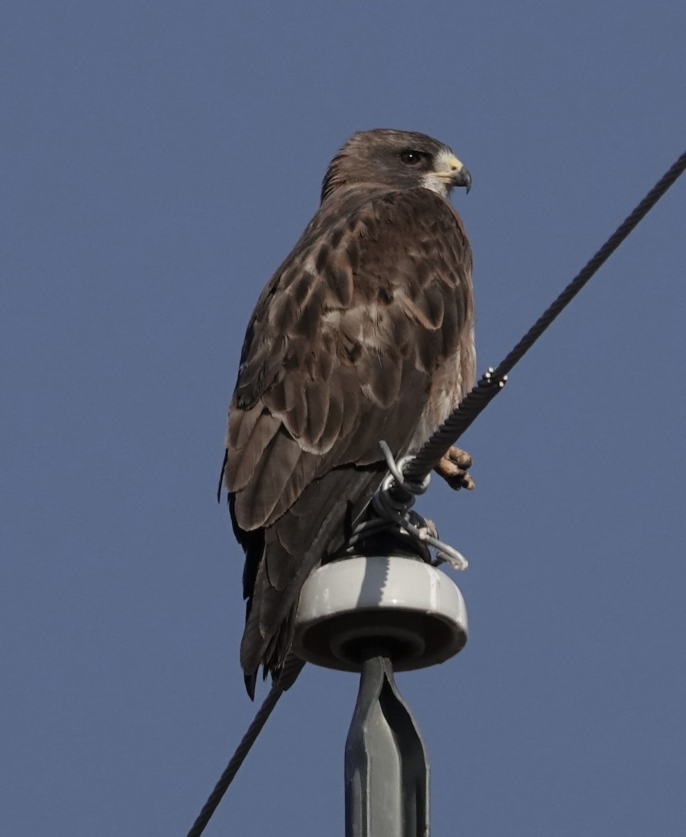 Swainson's Hawk - ML640226594