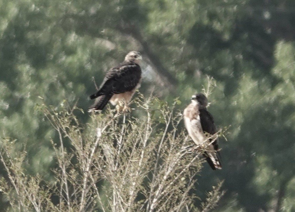 Swainson's Hawk - ML640226610