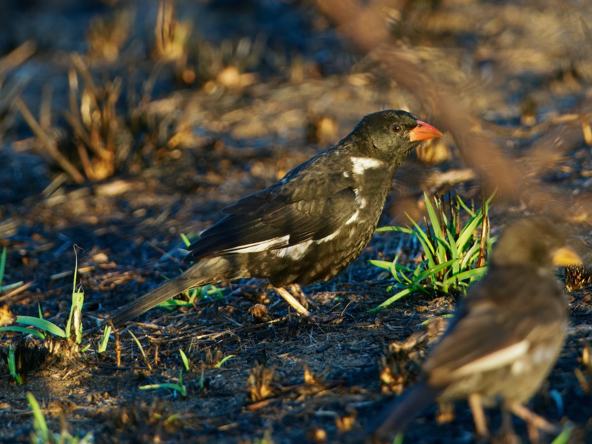 Red-billed Buffalo-Weaver - ML640226621