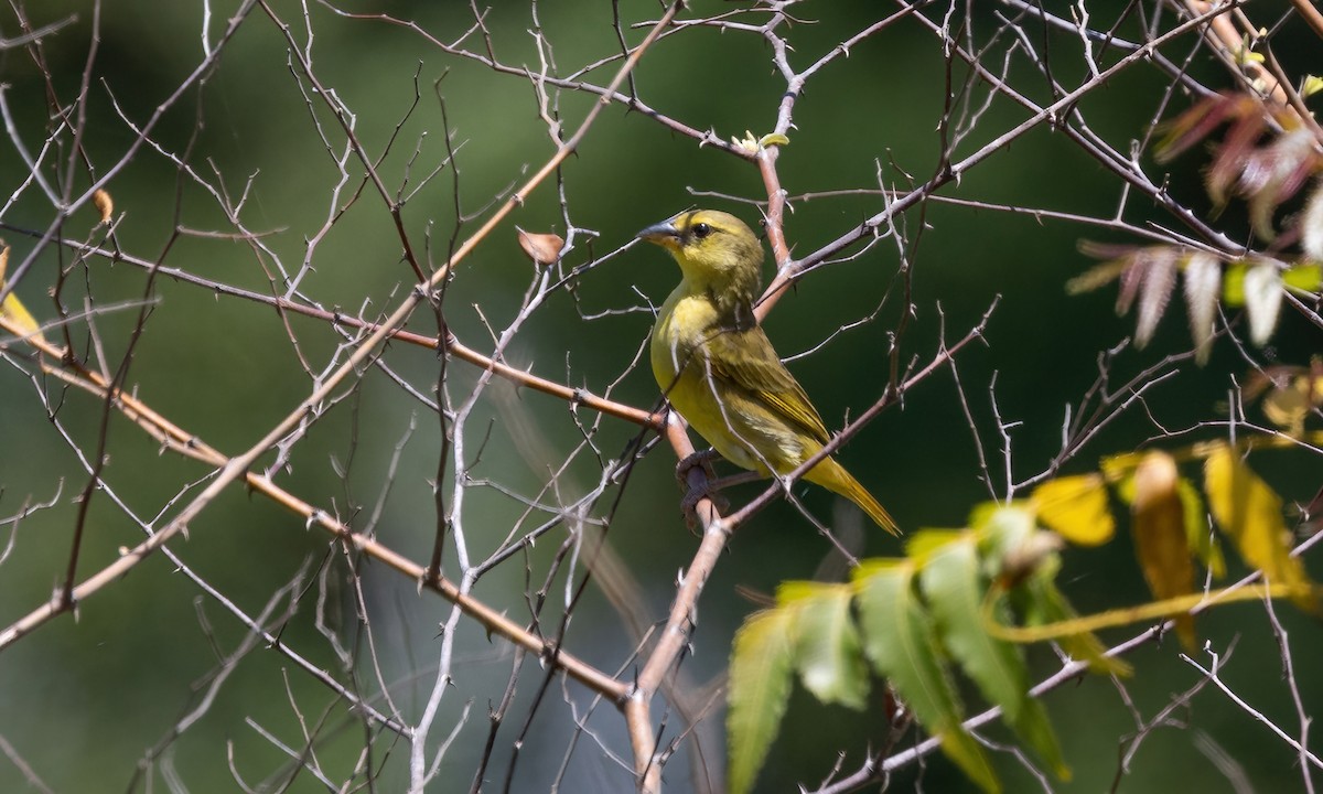 Golden Palm Weaver - ML640226632