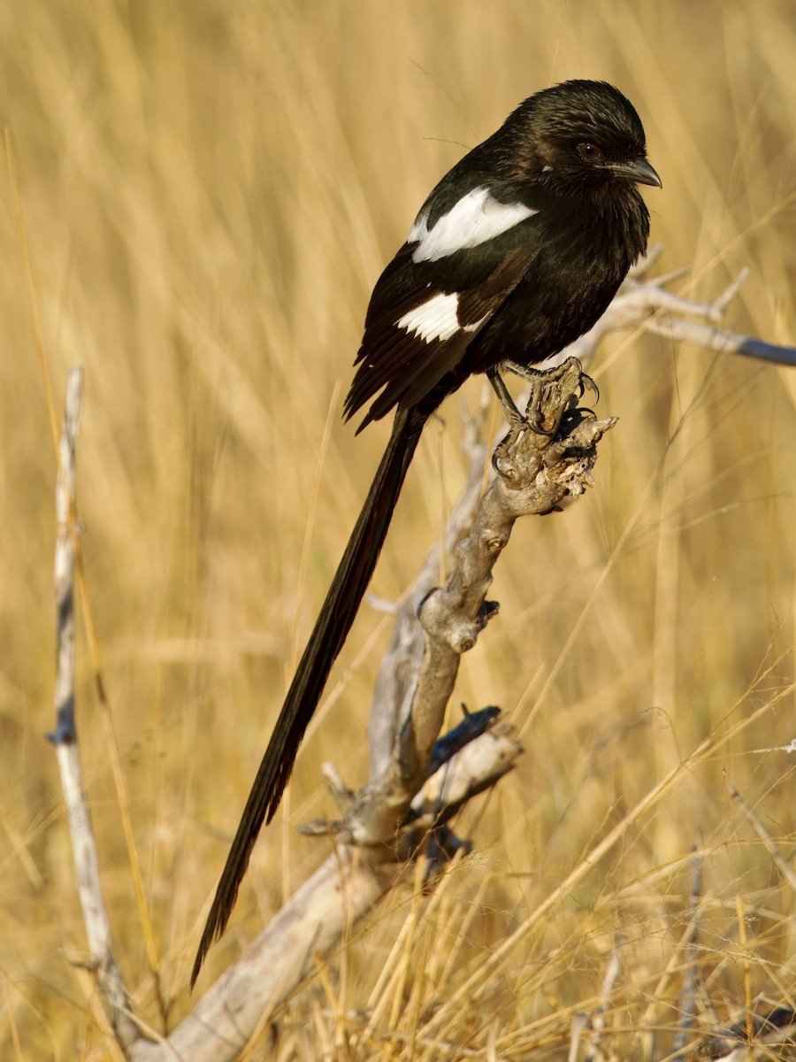 Magpie Shrike - ML640226635