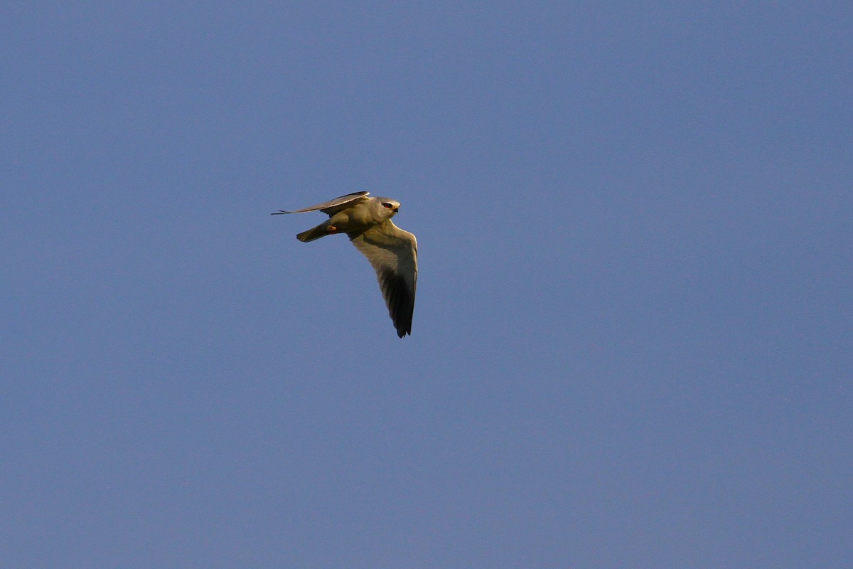 Black-winged Kite - ML640226706