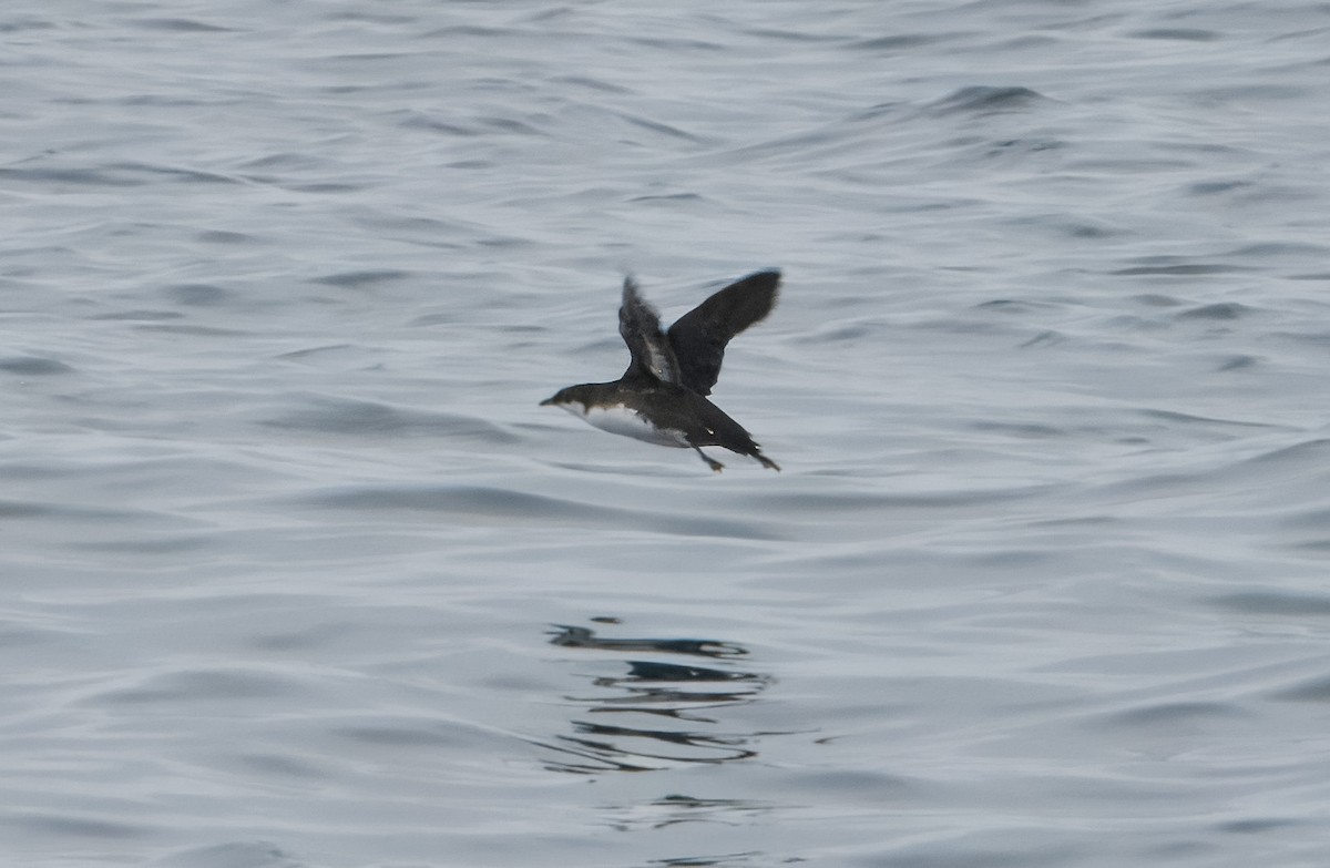 Craveri's Murrelet - ML640226709