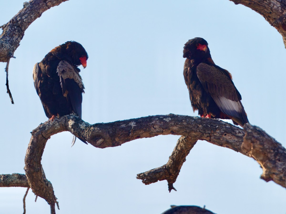 Bateleur - ML640226719
