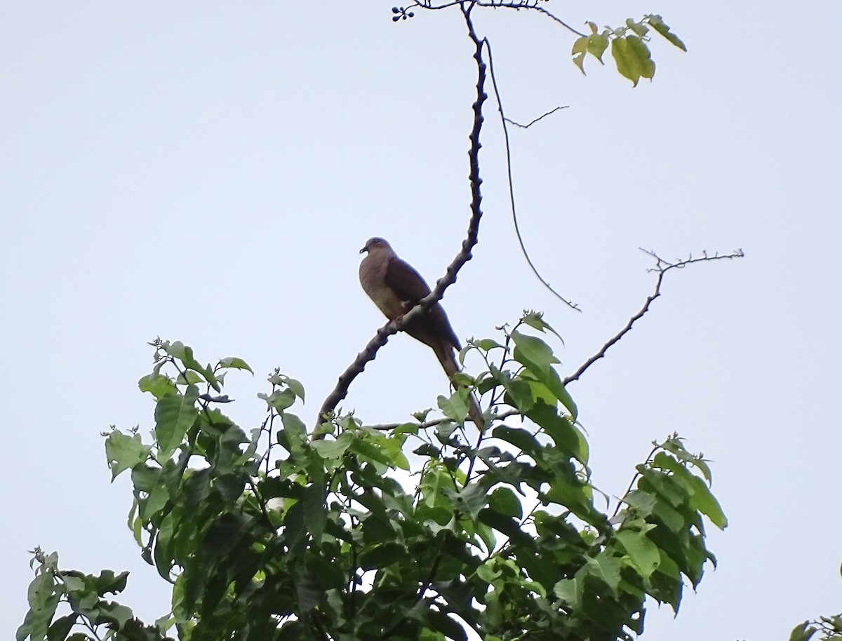 Amboyna Cuckoo-Dove - ML640226757