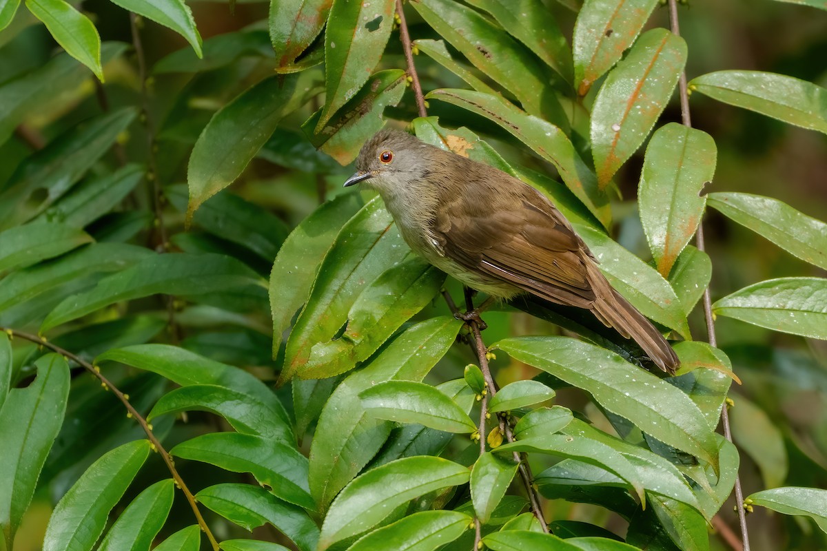 Spectacled Bulbul - ML640226777