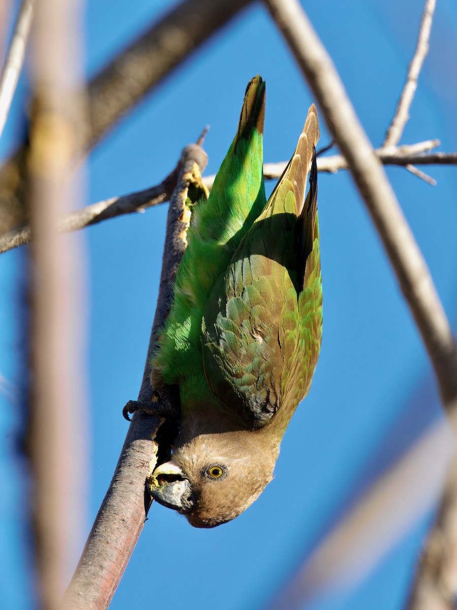 Brown-headed Parrot - ML640226785