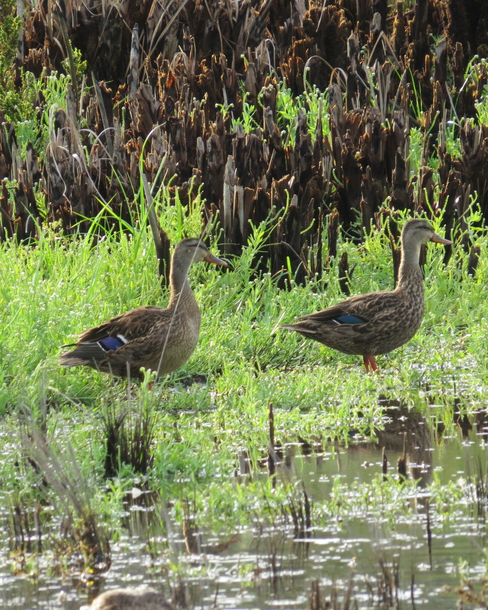 Mallard x Mottled Duck (hybrid) - ML640226810