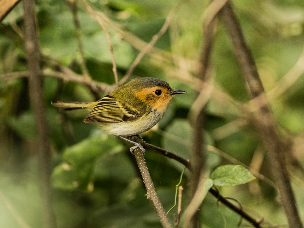 Todirostre gorgeret - ML640226814