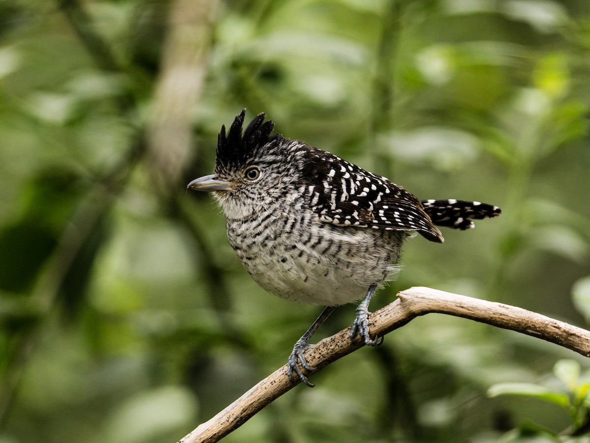 Batara rayé - ML640226830