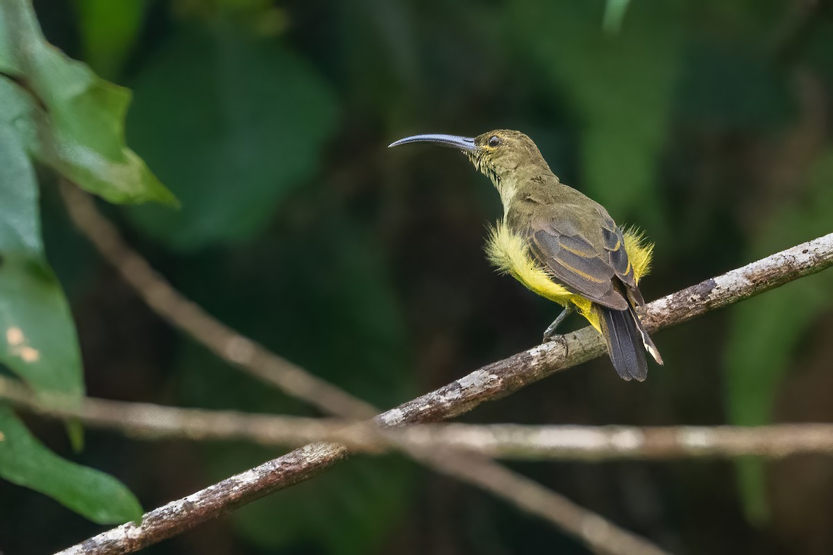 Thick-billed Spiderhunter - ML640226843