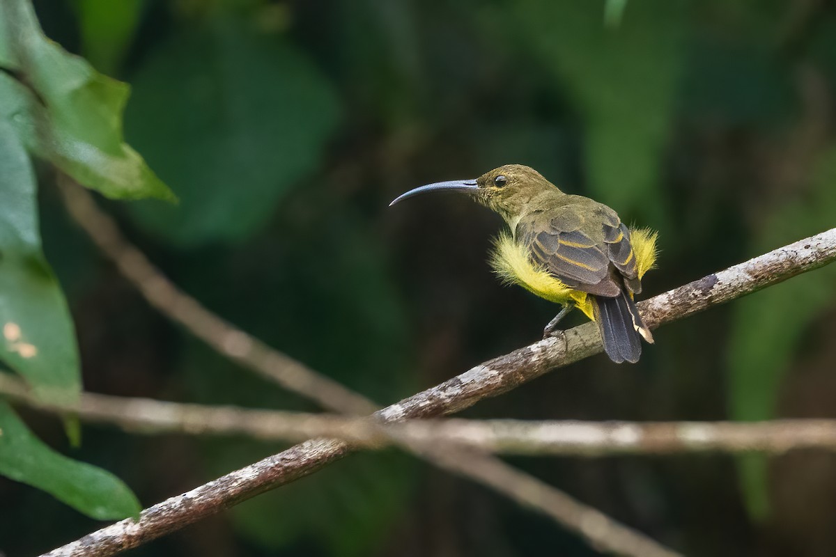 Thick-billed Spiderhunter - ML640226844
