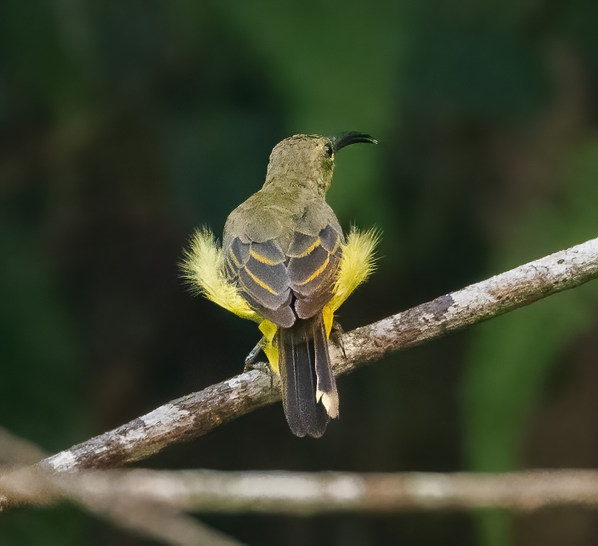 Thick-billed Spiderhunter - ML640226845