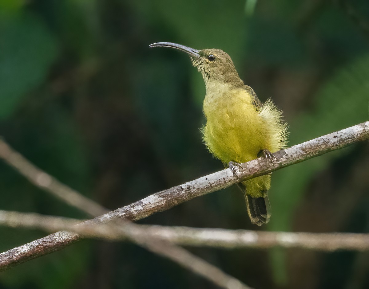 Thick-billed Spiderhunter - ML640226846